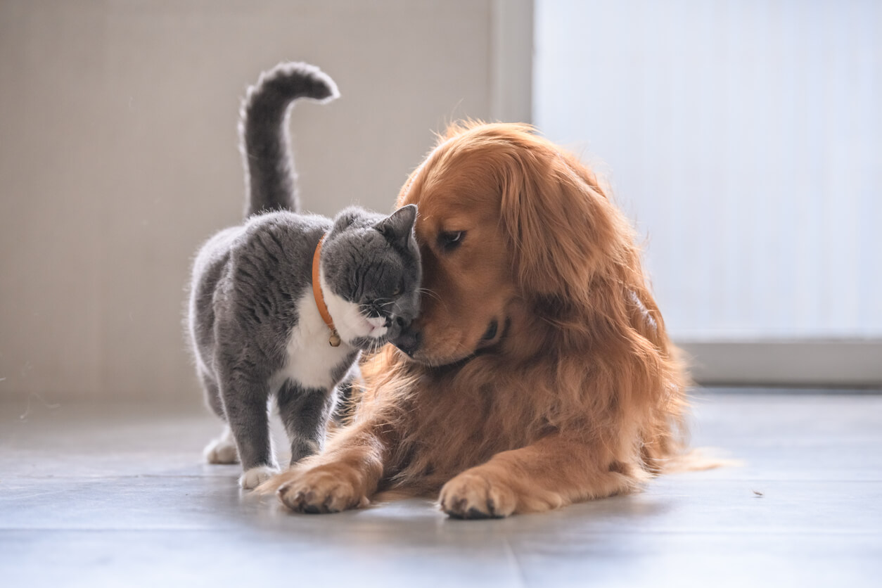Chat et chien ensemble
