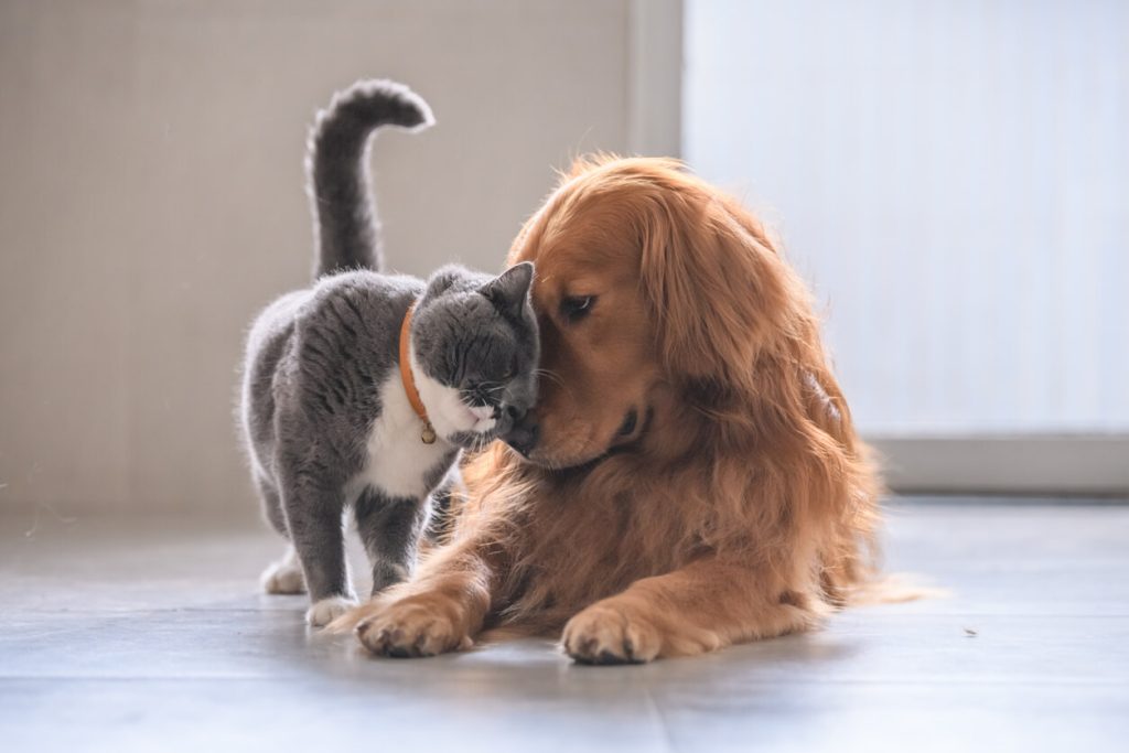Animaux de compagnie  : leur importance au sein de la famille