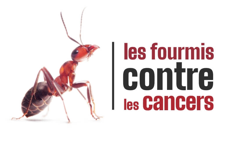 Dépistage du cancer : une étude de l’Inserm montre l’efficacité des fourmis